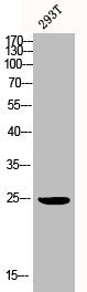 Western Blot analysis of 293T cells using BAP31 Polyclonal Antibody