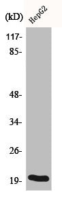 Western Blot analysis of HepG2 cells using Bax Polyclonal Antibody