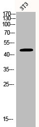 Western Blot analysis of 3T3 cells using BCKDK Polyclonal Antibody