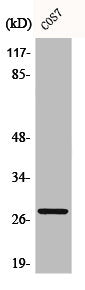 Western Blot analysis of COS7 cells using Bcl-2 Polyclonal Antibody