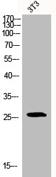 Western Blot analysis of 3T3 cells using Bcl-2 Polyclonal Antibody
