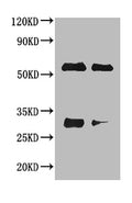 Rabbit anti-Horse IgG Antibody – Figure 1 of 1