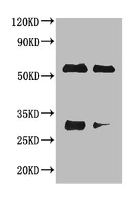 Rabbit anti-Horse IgG Antibody – Figure 1 of 1