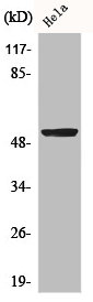 Western Blot analysis of HepG2 cells using BMP-3A Polyclonal Antibody
