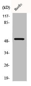 Western Blot analysis of HuvEC cells using BMP-5 Polyclonal Antibody