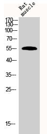 Western Blot analysis of rat-musle cells using BMP-7 Polyclonal Antibody