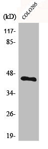 Western Blot analysis of COLO205 cells using BMP-8A Polyclonal Antibody