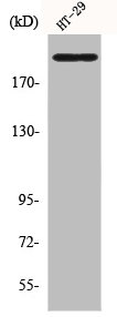 Western Blot analysis of HT29 cells using BRCA1 Polyclonal Antibody