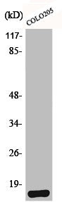 Western Blot analysis of HeLa cells using Brp44L Polyclonal Antibody