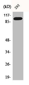 Western Blot analysis of 293 cells using BTF Polyclonal Antibody