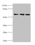 Western blot All lanes: ABCE1 antibody at 4ug/ml Lane 1: 293T whole cell lysate Lane 2: Hela whole cell lysate Lane 3: k562 whole cell lysate Secondary Goat polyclonal to rabbit IgG at 1/10000 dilution Predicted band size: 67 kDa Observed band size: 67 kDa