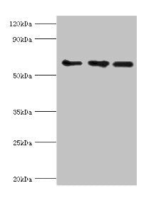 Western blot All lanes: ABCE1 antibody at 4ug/ml Lane 1: 293T whole cell lysate Lane 2: Hela whole cell lysate Lane 3: k562 whole cell lysate Secondary Goat polyclonal to rabbit IgG at 1/10000 dilution Predicted band size: 67 kDa Observed band size: 67 kDa