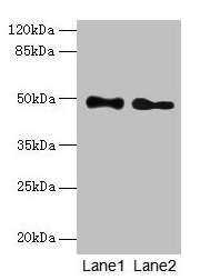 ABHD2 Antibody, Biotin conjugated – Figure 1 of 5