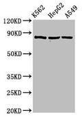 HSP90AB1 Antibody, FITC conjugated – Figure 1 of 3