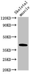 Western Blot
Positive WB detected in: Mouse skeletal muscle tissue
All lanes: ABO antibody at 3.5µg/ml
Secondary
Goat polyclonal to rabbit IgG at 1/50000 dilution
Predicted band size: 41 kDa
Observed band size: 41 kDa