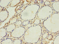 ACAA1 Antibody, Biotin conjugated – Figure 1 of 2