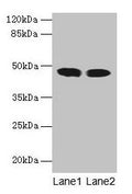 ACADL Antibody, FITC conjugated – Figure 1 of 3