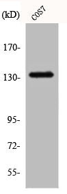 ABL1 Antibody – Figure 1 of 2