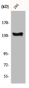 ABL1 Antibody – Figure 1 of 1
