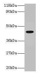 ILF2 Antibody, Biotin conjugated – Figure 1 of 3
