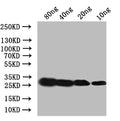 Ace Antibody – Figure 1 of 1