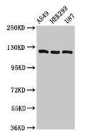 ACLY Antibody, FITC conjugated – Figure 1 of 4