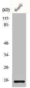 Western Blot analysis of HuvEc cells using Calmodulin Polyclonal Antibody