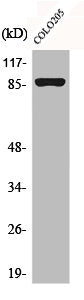 Western Blot analysis of COLO205 cells using Calnexin Polyclonal Antibody