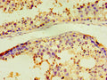 All lanes:CCND3 antibody at 1:1000