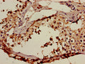 Immunohistochemistry of paraffin-embedded human testis tissue using CSB-PA001186HA01HU at dilution of 1:100