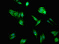Immunofluorescent analysis of HepG2 cells using CSB-PA001191LA01HU at dilution of 1:100 and Alexa Fluor 488-congugated AffiniPure Goat Anti-Rabbit IgG(H+L)