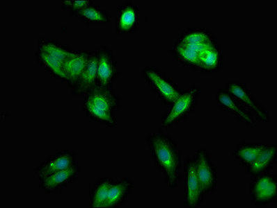 Immunofluorescent analysis of HepG2 cells using CSB-PA001191LA01HU at dilution of 1:100 and Alexa Fluor 488-congugated AffiniPure Goat Anti-Rabbit IgG(H+L)