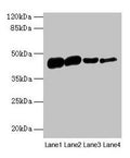 ACTA1 Antibody, HRP conjugated – Figure 1 of 4