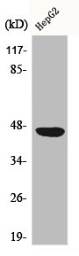 Western Blot analysis of COLO205 cells using CAR Polyclonal Antibody