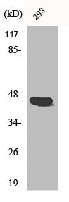 Western Blot analysis of 293 cells using Caspase-1 Polyclonal Antibody