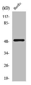 Western Blot analysis of HuvEc cells using Caspase12 Polyclonal Antibody