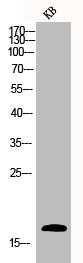 CASP3 Antibody – Figure 1 of 3
