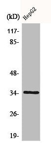 Western Blot analysis of RAW264.7 cells using Caspase-6 Polyclonal Antibody