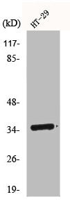 Western Blot analysis of HT29 cells using Caspase-7 Polyclonal Antibody