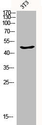 Western Blot analysis of 3T3 cells using Caspase-9 Polyclonal Antibody
