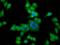 Immunofluorescence staining of Hela cells with CSB-PA001243LA01HU at 1:133, counter-stained with DAPI. The cells were fixed in 4% formaldehyde, permeabilized using 0.2% Triton X-100 and blocked in 10% normal Goat Serum. The cells were then incubated with the antibody overnight at 4&deg;C. The secondary antibody was Alexa Fluor 488-congugated AffiniPure Goat Anti-Rabbit IgG(H+L).
