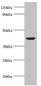 Western blot
All lanes: Alpha-centractin antibody at 7ug/ml + Mouse brain tissue
Secondary
Goat polyclonal to rabbit IgG at 1/10000 dilution
Predicted band size: 43 kDa
Observed band size: 43 kDa