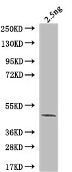 Western Blot
Positive WB detected in: recombinant protein
All lanes: ARP5 Antibody at 1:1000
Secondary
Goat polyclonal to rabbit IgG at 1/50000 dilution
Predicted band size: 40 kDa
Observed band size: 40 kDa
