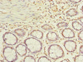ACTRT1 Antibody, FITC conjugated – Figure 1 of 5
