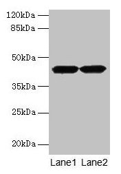 ACTRT2 Antibody, HRP conjugated – Figure 1 of 1