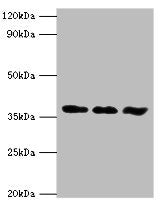 Western blot All lanes: ACVR1 antibody at 6ug/ml Lane 1: A549 whole cell lysate Lane 2: HepG2 whole cell lysate Lane 3: Mouse gonad tissue Secondary Goat polyclonal to rabbit IgG at 1/10000 dilution Predicted band size: 39 kDa Observed band size: 39 kDa