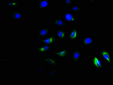 Immunofluorescence staining of A549 cells with CSB-PA001258LA01HU at 1:166, counter-stained with DAPI. The cells were fixed in 4% formaldehyde, permeabilized using 0.2% Triton X-100 and blocked in 10% normal Goat Serum. The cells were then incubated with the antibody overnight at 4&deg;C. The secondary antibody was Alexa Fluor 488-congugated AffiniPure Goat Anti-Rabbit IgG(H+L).