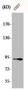 Western Blot analysis of COS7 cells using Catenin-β Polyclonal Antibody
