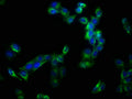 Immunofluorescence staining of Hela cells with CSB-PA001273LA01HU at 1:133, counter-stained with DAPI. The cells were fixed in 4% formaldehyde, permeabilized using 0.2% Triton X-100 and blocked in 10% normal Goat Serum. The cells were then incubated with the antibody overnight at 4&deg;C. The secondary antibody was Alexa Fluor 488-congugated AffiniPure Goat Anti-Rabbit IgG(H+L).