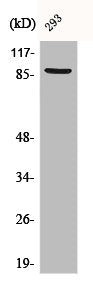 Western Blot analysis of 293 cells using Catenin-β Polyclonal Antibody